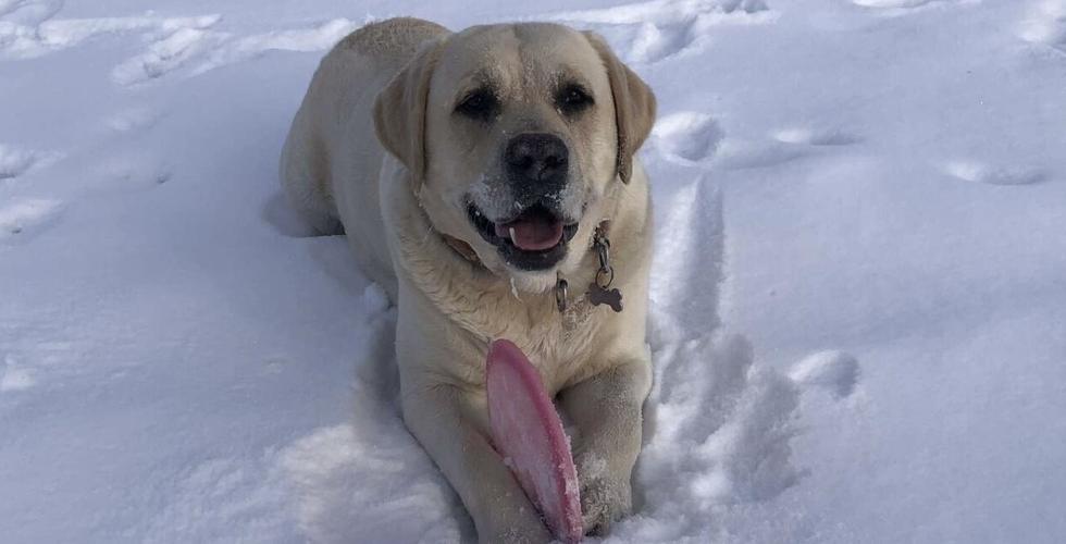 Rufus i sn&oslash;en.