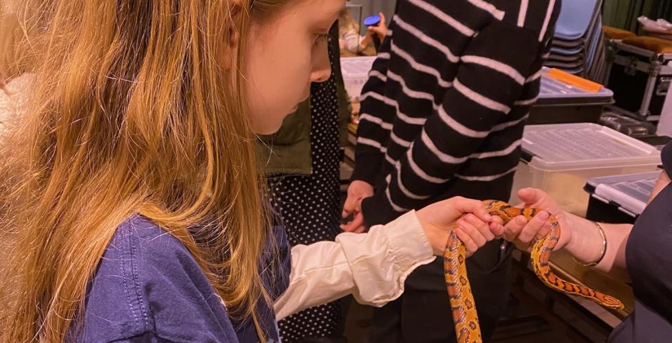 Lumen holder en r&oslash;d kornsnok. Den har svarte flekker p&aring; seg, som har en m&oslash;rkere r&oslash;d inni.