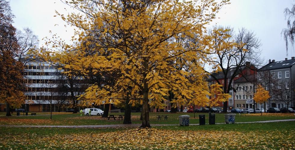 Bilde av tre med l&oslash;v p&aring; bakken i Sofienbergparken