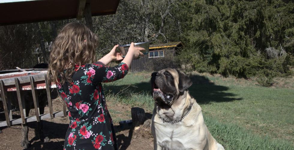 Den engelske mastiffen Aslan sitter &aring; venter p&aring; at Maren skal sette ned maten hans.