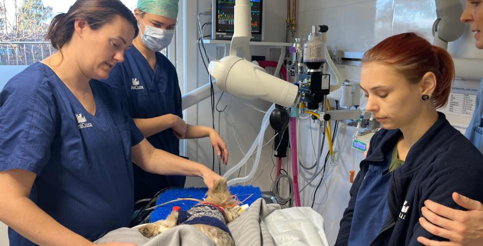 Veterin&aelig;rer i operasjonsrom