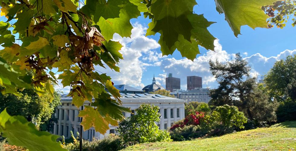 Gr&oslash;nt gress, tr&aelig;r med gule blader i solskinn, bygninger i det fjerne. 