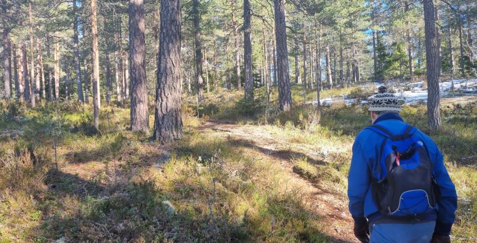 Gammel mann med ryggen til p&aring; tur i skogen.