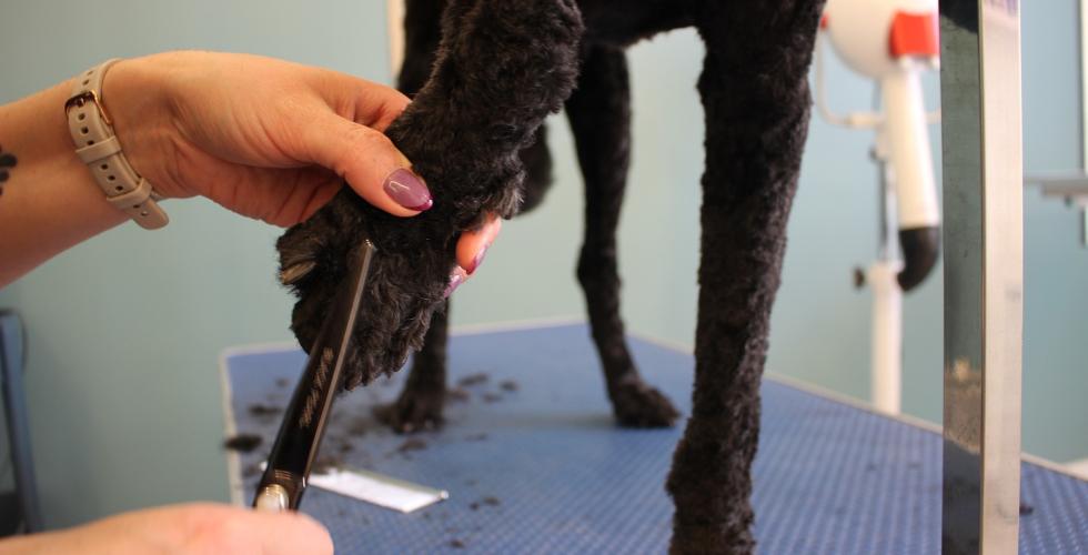 pote som blir klippet av hundefris&oslash;r