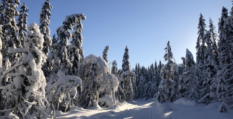 Skil&oslash;ype i oslo