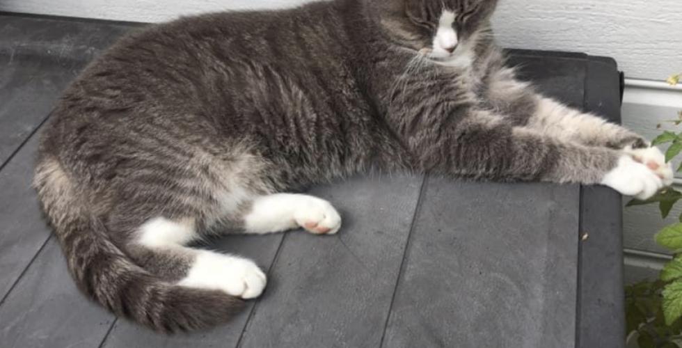Katten Smyghild ligger langstrak p&aring; verandaen.